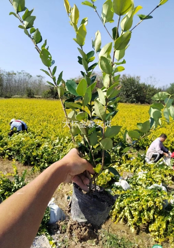 大杯金森女貞